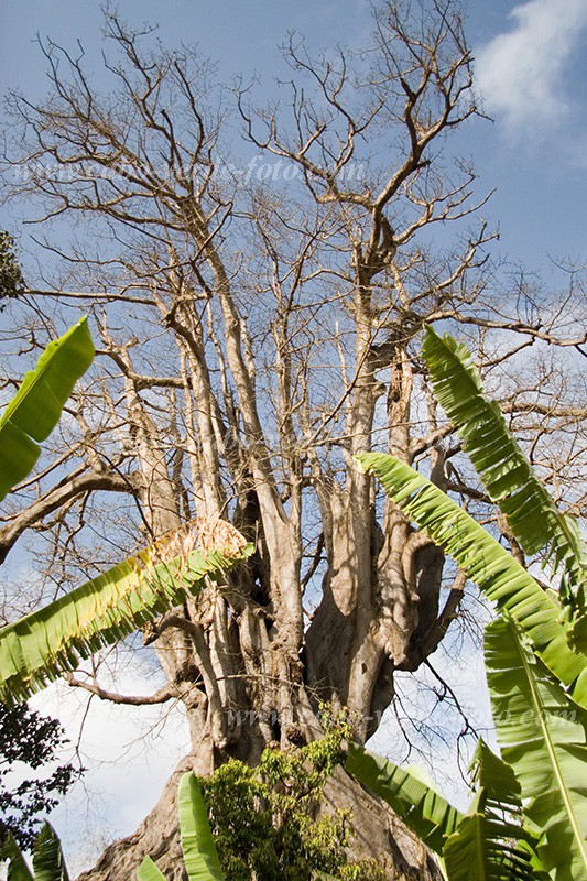 Santiago : Assomada : Kapok tree : Nature PlantsCabo Verde Foto Gallery