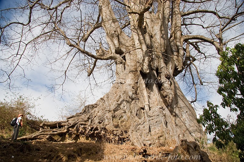 Santiago : Assomada : Kapok tree : Nature PlantsCabo Verde Foto Gallery