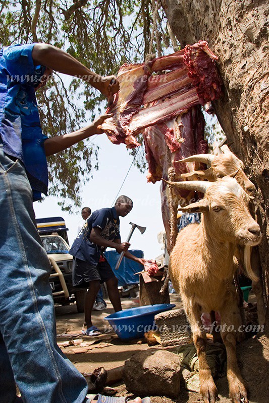 Santiago : Assomada : talho : Technology AgricultureCabo Verde Foto Gallery