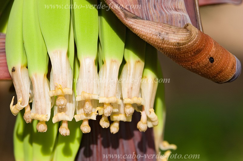 Insel: Santiago  Wanderweg:  Ort: Picos Motiv: Banane Motivgruppe: Nature Plants © Florian Drmer www.Cabo-Verde-Foto.com