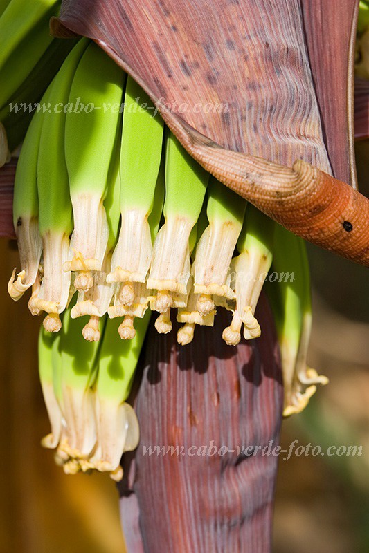 Insel: Santiago  Wanderweg:  Ort: Picos Motiv: Banane Motivgruppe: Nature Plants © Florian Drmer www.Cabo-Verde-Foto.com