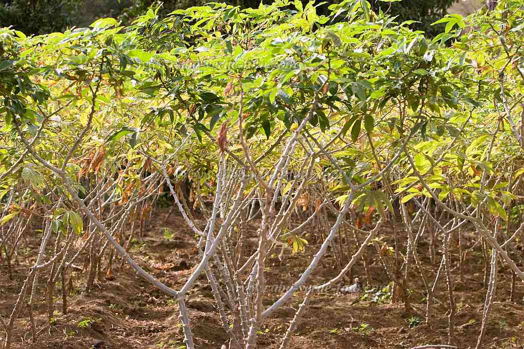 Santiago : Ra Seca : plantation : Landscape AgricultureCabo Verde Foto Gallery