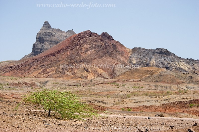 Santiago : Ribeira da Branca : tree : Landscape MountainCabo Verde Foto Gallery