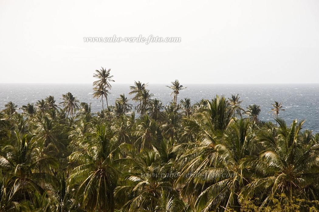 Insel: Santiago  Wanderweg:  Ort: Joo Gago Motiv: Palme Motivgruppe: Nature Plants © Florian Drmer www.Cabo-Verde-Foto.com