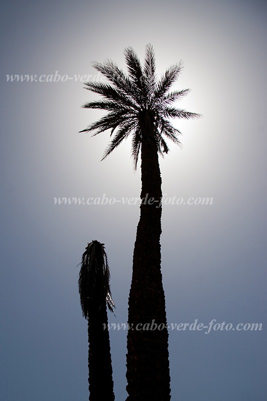 Insel: Santiago  Wanderweg:  Ort: Cidade Velha Motiv: Palme Motivgruppe: Nature Plants © Florian Drmer www.Cabo-Verde-Foto.com