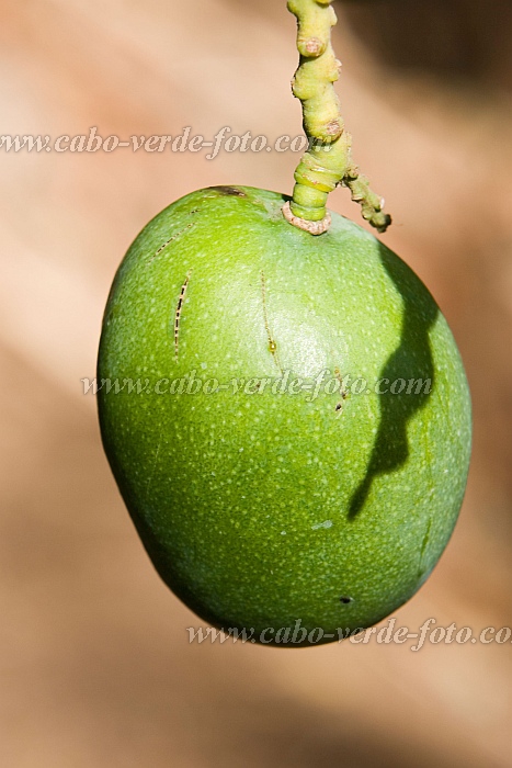 Santiago : Cidade Velha : mango : Nature PlantsCabo Verde Foto Gallery