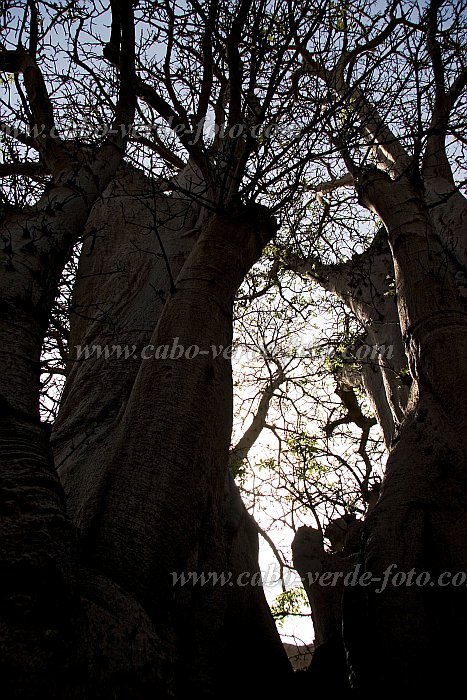 Insel: Santiago  Wanderweg:  Ort: Cidade Velha Motiv: Kapokbaum Motivgruppe: Nature Plants © Florian Drmer www.Cabo-Verde-Foto.com