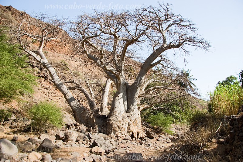 Insel: Santiago  Wanderweg:  Ort: Cidade Velha Motiv: Kapokbaum Motivgruppe: Nature Plants © Florian Drmer www.Cabo-Verde-Foto.com