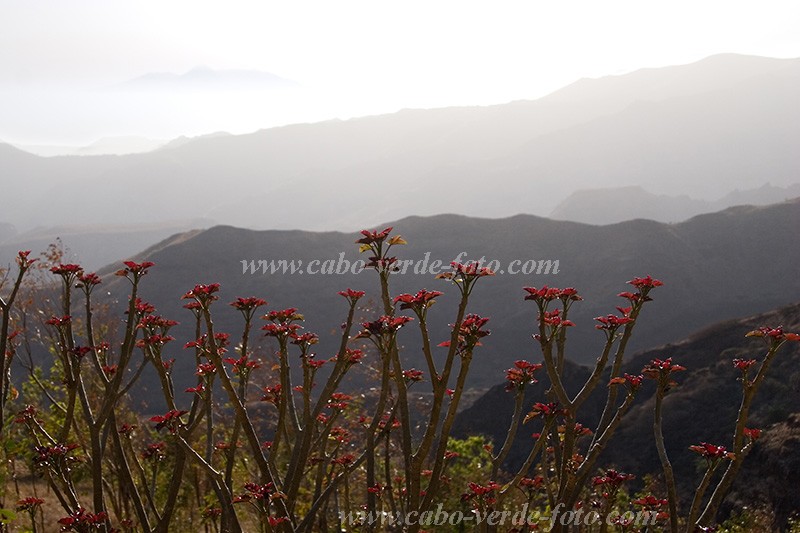 Insel: Santiago  Wanderweg:  Ort: Rui Vaz Motiv: Staffelung Pflanzen Berge Fogo Motivgruppe: Landscape Mountain © Florian Drmer www.Cabo-Verde-Foto.com