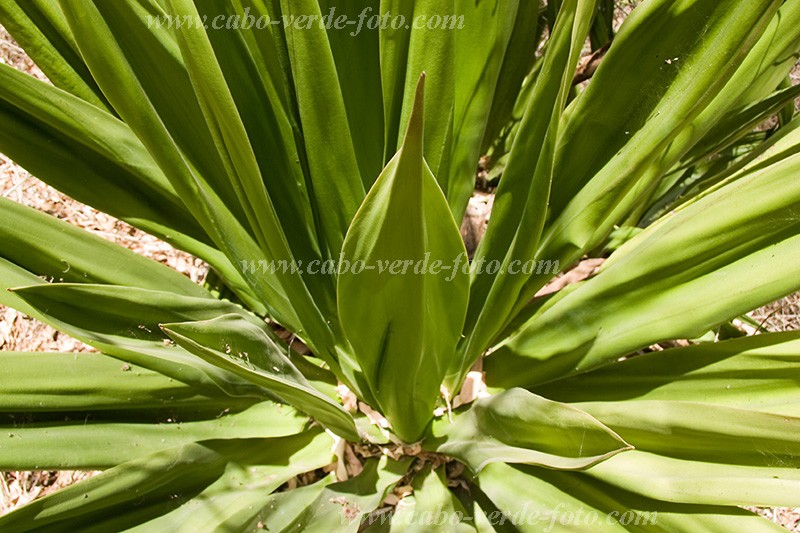 Santiago : Rui Vaz : aloe vera : Nature PlantsCabo Verde Foto Gallery