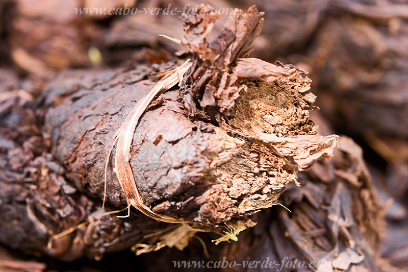 Insel: Santiago  Wanderweg:  Ort: Praia Motiv: Tabak Motivgruppe: Nature Plants &copy; Florian D�rmer www.Cabo-Verde-Foto.com