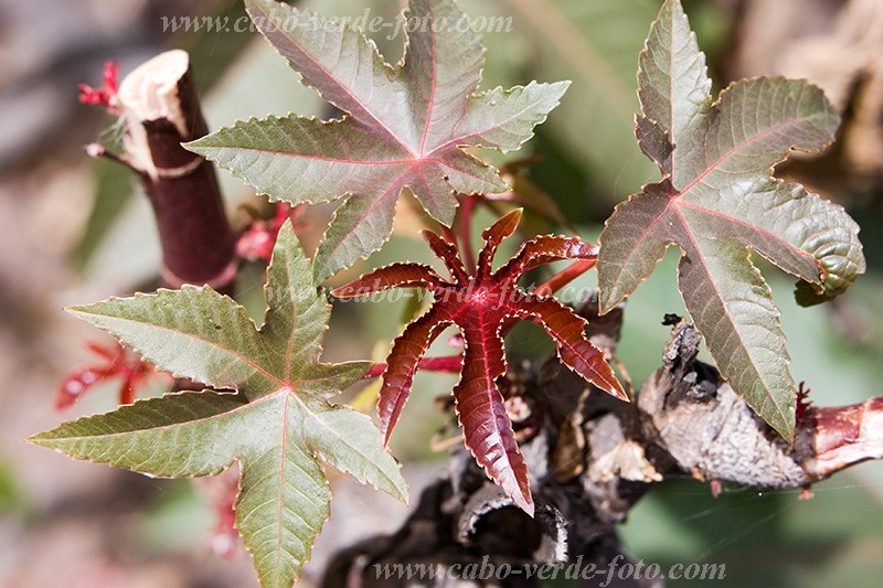 Fogo : Ch� das Caldeiras : r�cino : Nature PlantsCabo Verde Foto Gallery