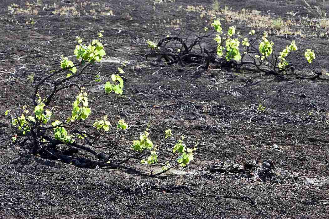 Fogo : Ch das Caldeiras : vinho : Technology AgricultureCabo Verde Foto Gallery