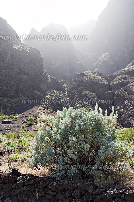 Fogo : Ch das Caldeiras : n.a. : Nature PlantsCabo Verde Foto Gallery