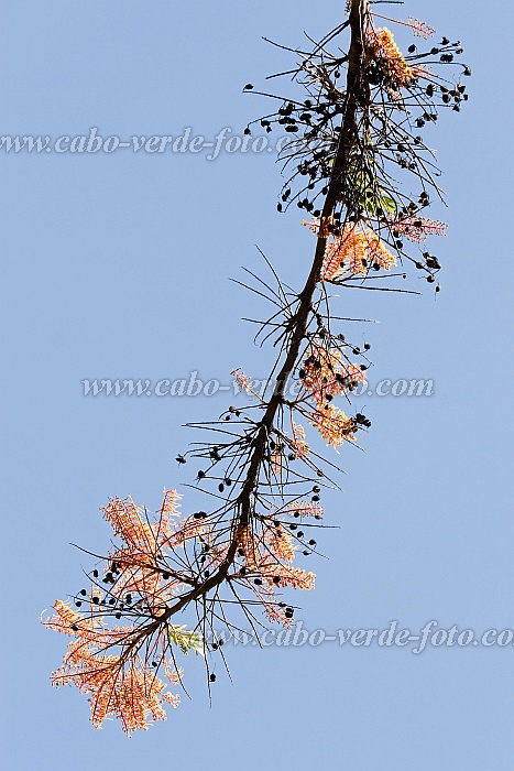 Insel: Fogo  Wanderweg:  Ort: Ch das Caldeiras Motiv: n.a. Motivgruppe: Nature Plants © Florian Drmer www.Cabo-Verde-Foto.com