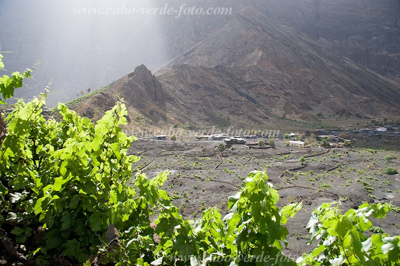 Insel: Fogo  Wanderweg:  Ort: Ch das Caldeiras Motiv: Wein Motivgruppe: Technology Agriculture © Florian Drmer www.Cabo-Verde-Foto.com