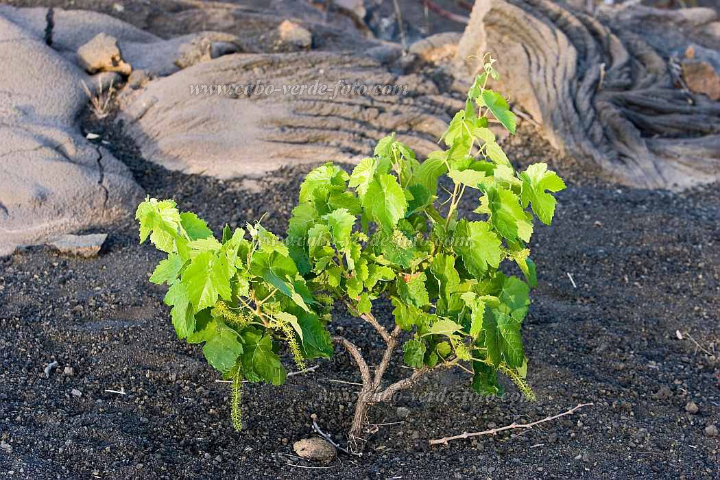 Insel: Fogo  Wanderweg:  Ort: Ch das Caldeiras Motiv: Wein Motivgruppe: Technology Agriculture © Florian Drmer www.Cabo-Verde-Foto.com