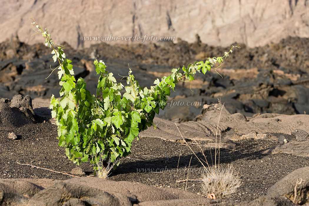 Fogo : Ch das Caldeiras : wine : Technology AgricultureCabo Verde Foto Gallery