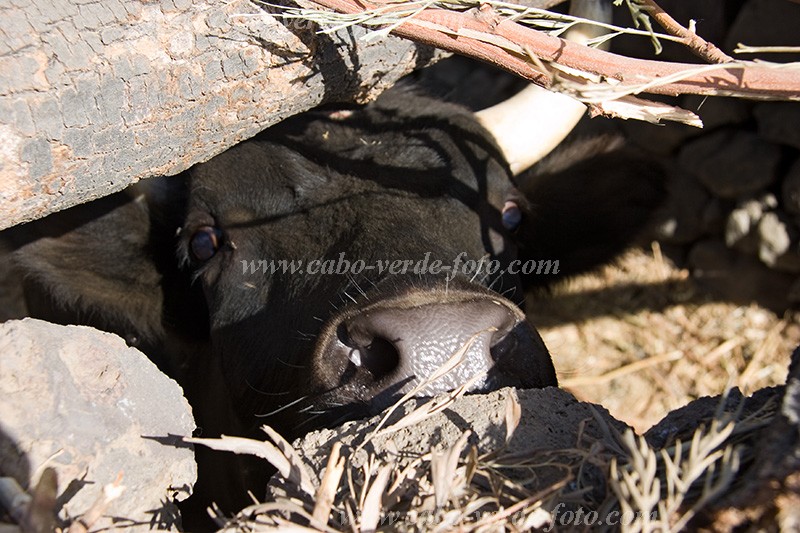 Fogo : Ch das Caldeiras : cow : Technology AgricultureCabo Verde Foto Gallery