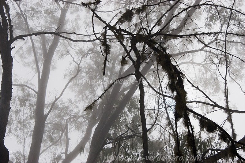 Fogo : Mosteiros : floresta : Nature PlantsCabo Verde Foto Gallery