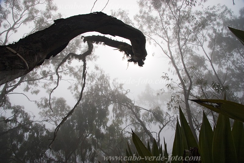 Fogo : Mosteiros : floresta : Nature PlantsCabo Verde Foto Gallery