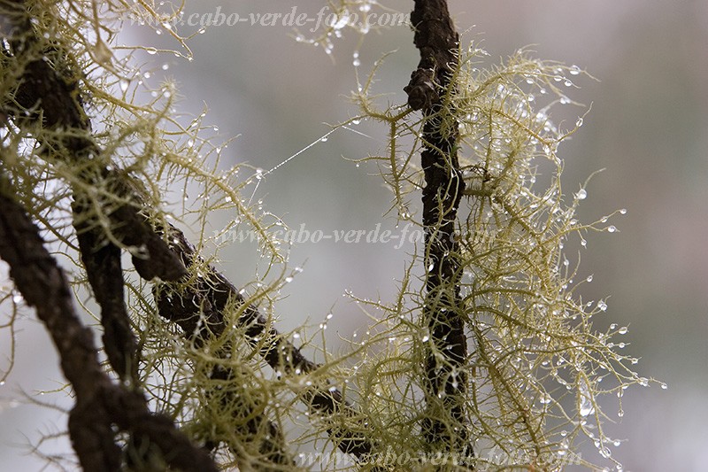 Fogo : Mosteiros : floresta : Nature PlantsCabo Verde Foto Gallery