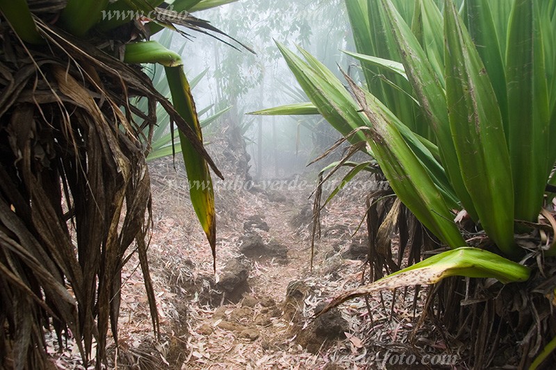 Insel: Fogo  Wanderweg:  Ort: Mosteiros Motiv: Wald Motivgruppe: Nature Plants © Florian Drmer www.Cabo-Verde-Foto.com