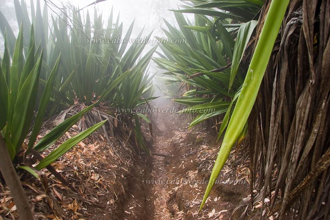 Insel: Fogo  Wanderweg:  Ort: Mosteiros Motiv: Wald Motivgruppe: Nature Plants © Florian Drmer www.Cabo-Verde-Foto.com