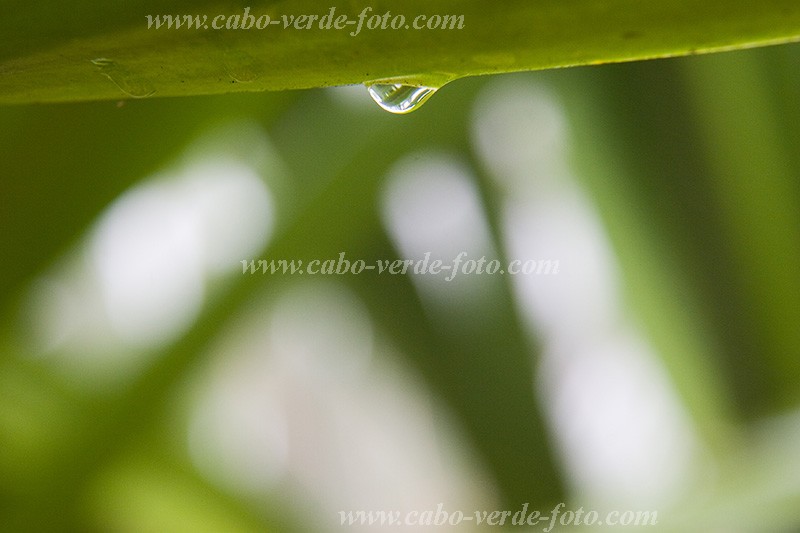 Insel: Fogo  Wanderweg:  Ort: Mosteiros Motiv: Wald Motivgruppe: Nature Plants © Florian Drmer www.Cabo-Verde-Foto.com