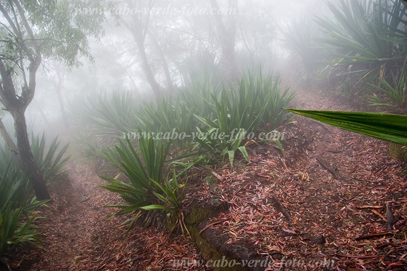 Insel: Fogo  Wanderweg:  Ort: Mosteiros Motiv: Wald Motivgruppe: Nature Plants © Florian Drmer www.Cabo-Verde-Foto.com
