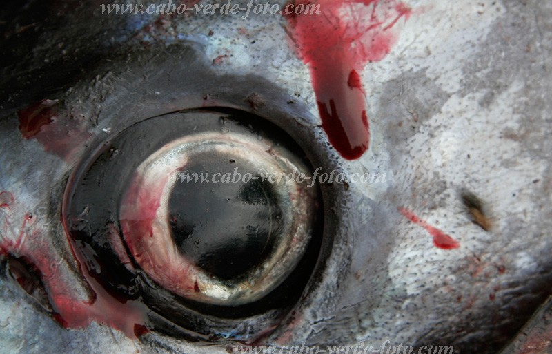 Insel: Fogo  Wanderweg:  Ort: So Filipe Motiv: Fisch Motivgruppe: Nature Animals © Florian Drmer www.Cabo-Verde-Foto.com
