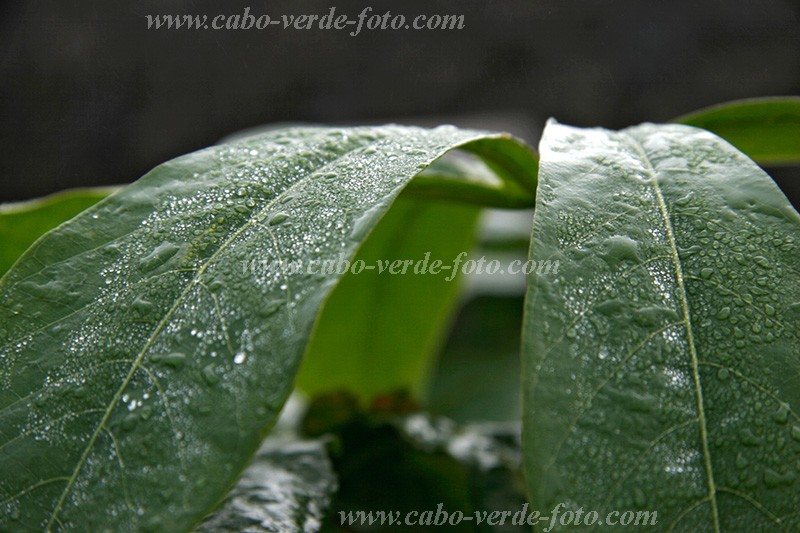 Insel: Fogo  Wanderweg:  Ort: Ch das Caldeiras Motiv: Morgen Motivgruppe: Nature Plants © Florian Drmer www.Cabo-Verde-Foto.com
