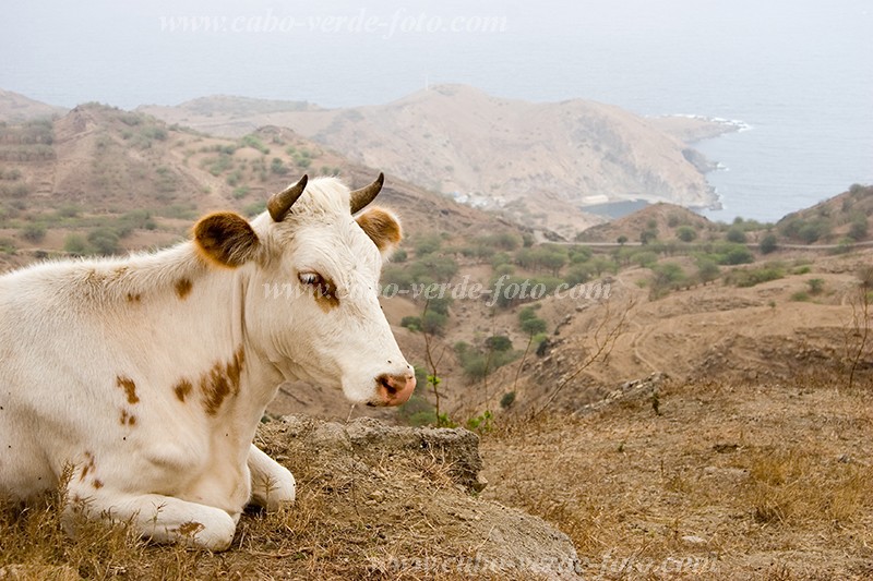 Insel: Brava  Wanderweg:  Ort: Villa Nova Sintra Motiv: Kuh Motivgruppe: Nature Animals © Florian Drmer www.Cabo-Verde-Foto.com