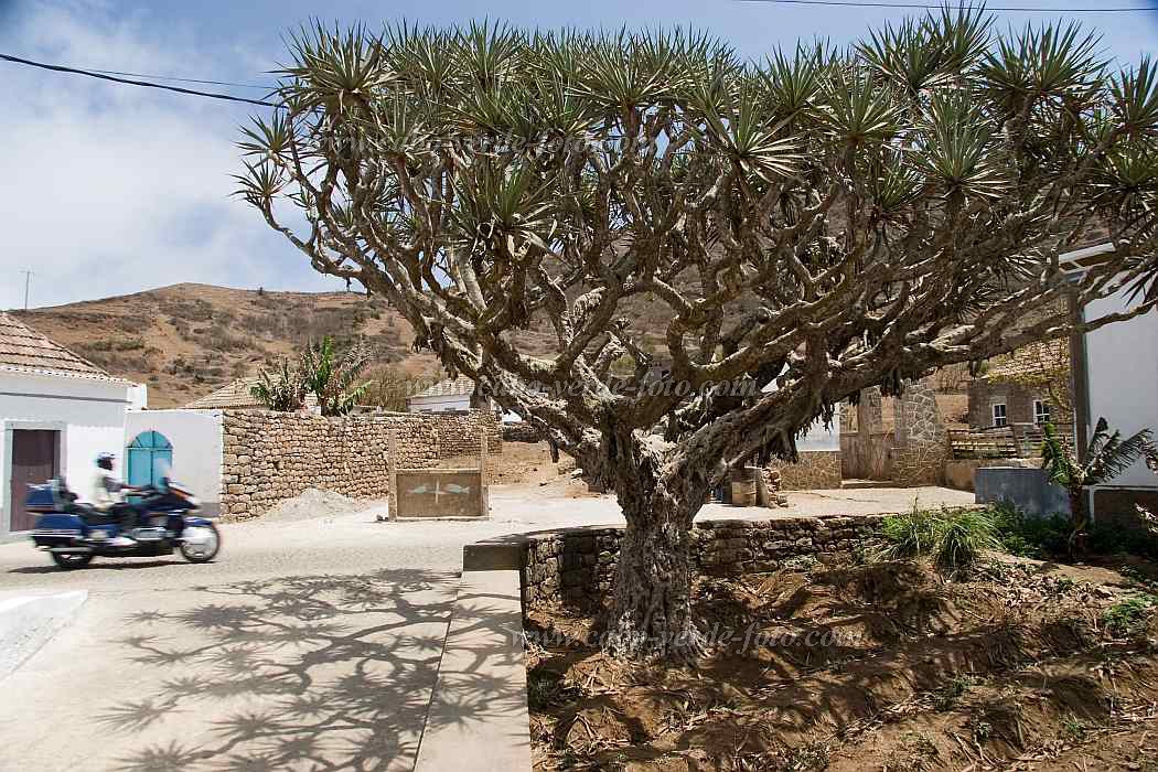Brava : Vila Nova Sintra : dragoeiro : Landscape TownCabo Verde Foto Gallery