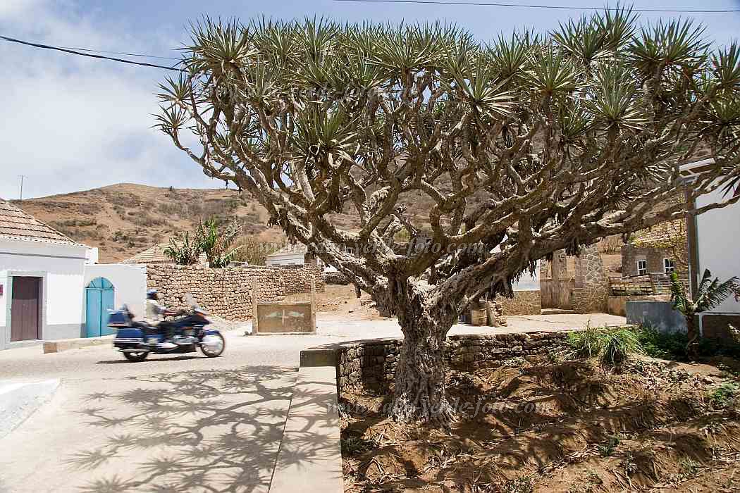 Brava : Vila Nova Sintra : dragon tree : Landscape TownCabo Verde Foto Gallery
