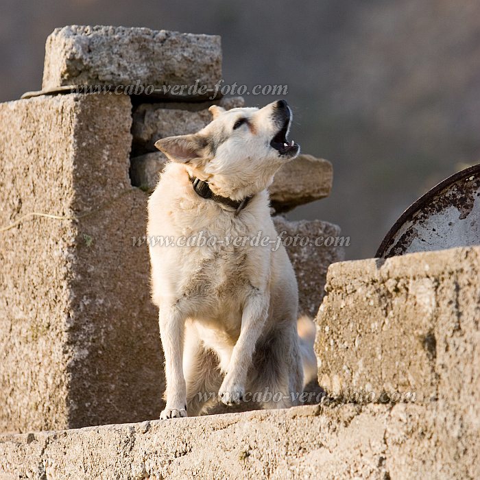 Brava : Vila Nova Sintra : dog : Nature AnimalsCabo Verde Foto Gallery