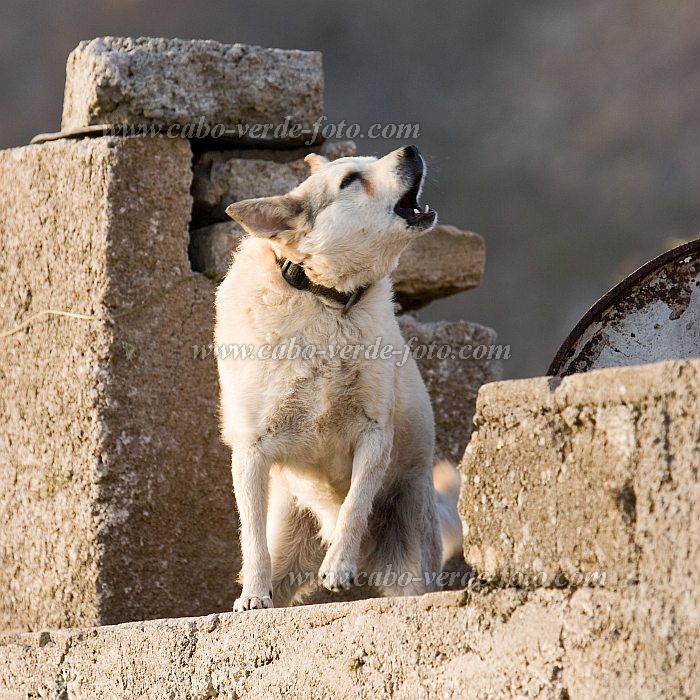 Brava : Vila Nova Sintra : co : Nature AnimalsCabo Verde Foto Gallery