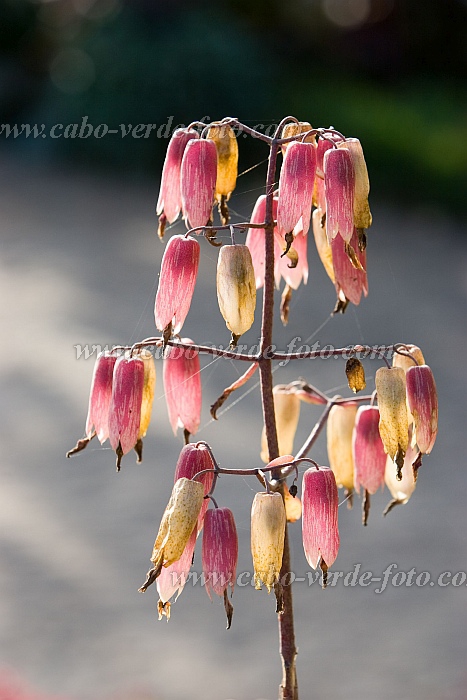 Brava : Vila Nova Sintra : miracle leaf : Nature PlantsCabo Verde Foto Gallery