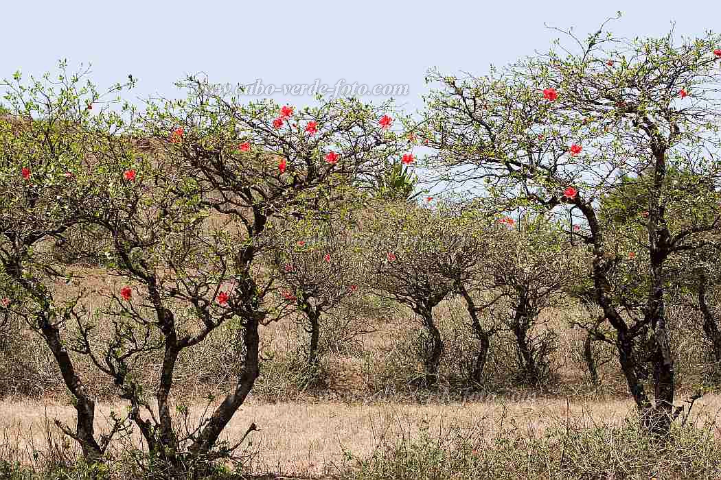 Brava : Fontainhas : mallow : Nature PlantsCabo Verde Foto Gallery