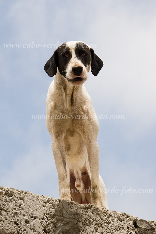 Insel: Brava  Wanderweg:  Ort: Villa Nova Sintra Motiv: Hund Motivgruppe: Nature Animals © Florian Drmer www.Cabo-Verde-Foto.com