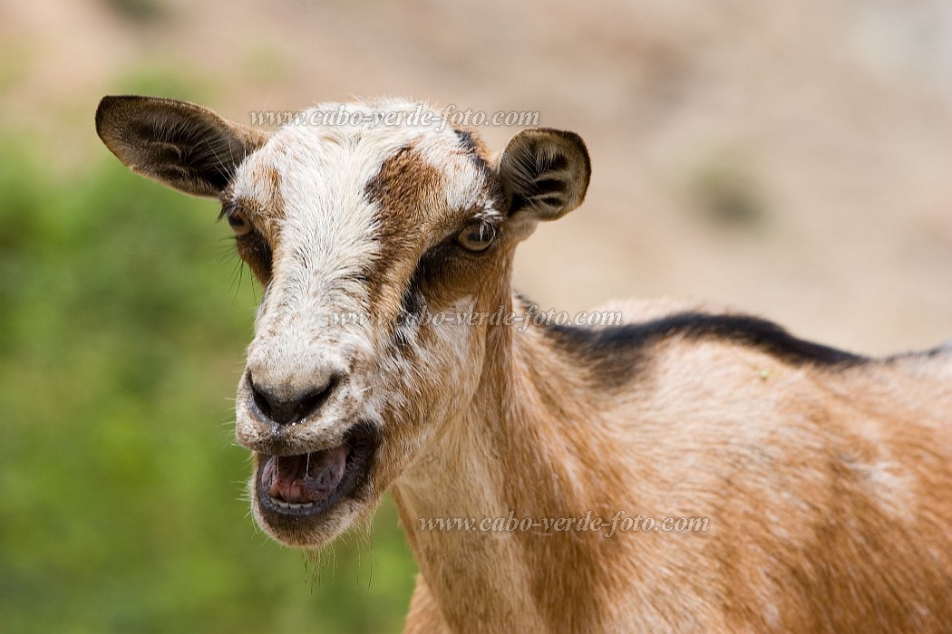 Brava : Furna : goat : Nature AnimalsCabo Verde Foto Gallery