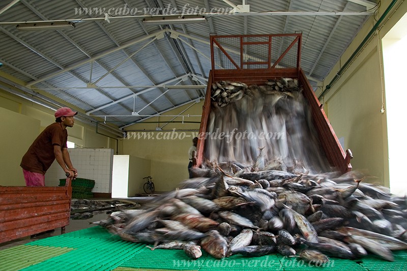 Insel: So Nicolau  Wanderweg:  Ort: Tarrafal Motiv: Fischfabrik Motivgruppe: People Work © Florian Drmer www.Cabo-Verde-Foto.com
