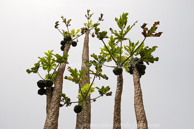 Insel: So Nicolau  Wanderweg:  Ort: Ribeira da Prata Motiv: Papaja Motivgruppe: Nature Plants © Florian Drmer www.Cabo-Verde-Foto.com