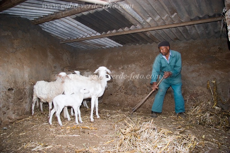 So Nicolau : Cabealinho : farmer : People WorkCabo Verde Foto Gallery