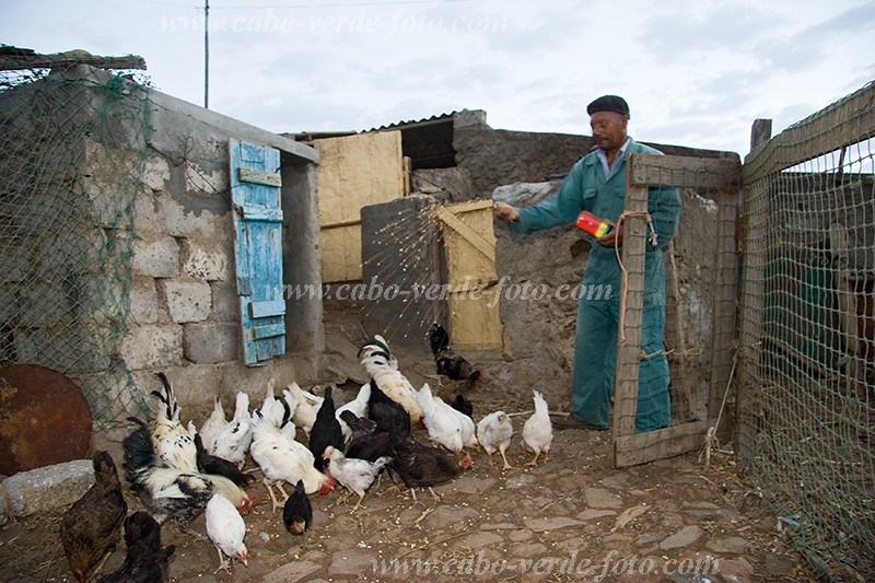 So Nicolau : Cabealinho : agricultor : People WorkCabo Verde Foto Gallery