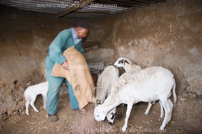 So Nicolau : Cabealinho : farmer : People WorkCabo Verde Foto Gallery