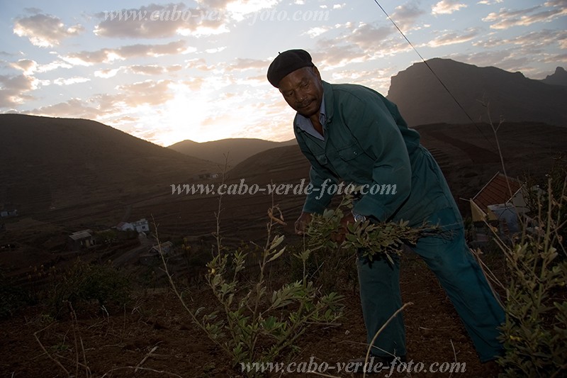 So Nicolau : Cabealinho : agricultor : People WorkCabo Verde Foto Gallery