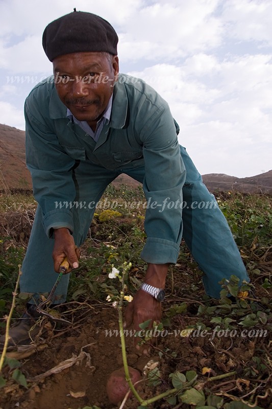 So Nicolau : Cabealinho : farmer : People WorkCabo Verde Foto Gallery