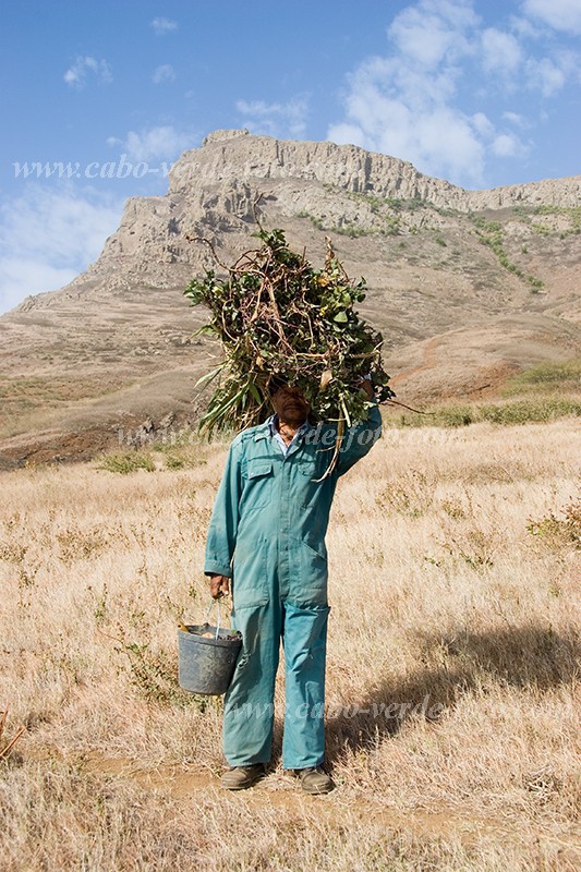 So Nicolau : Cabealinho : agricultor : People WorkCabo Verde Foto Gallery