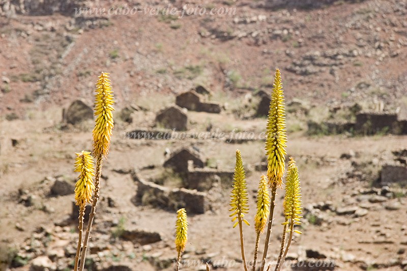 Insel: So Nicolau  Wanderweg:  Ort:  Motiv: Aloe vera Motivgruppe: Nature Plants © Florian Drmer www.Cabo-Verde-Foto.com